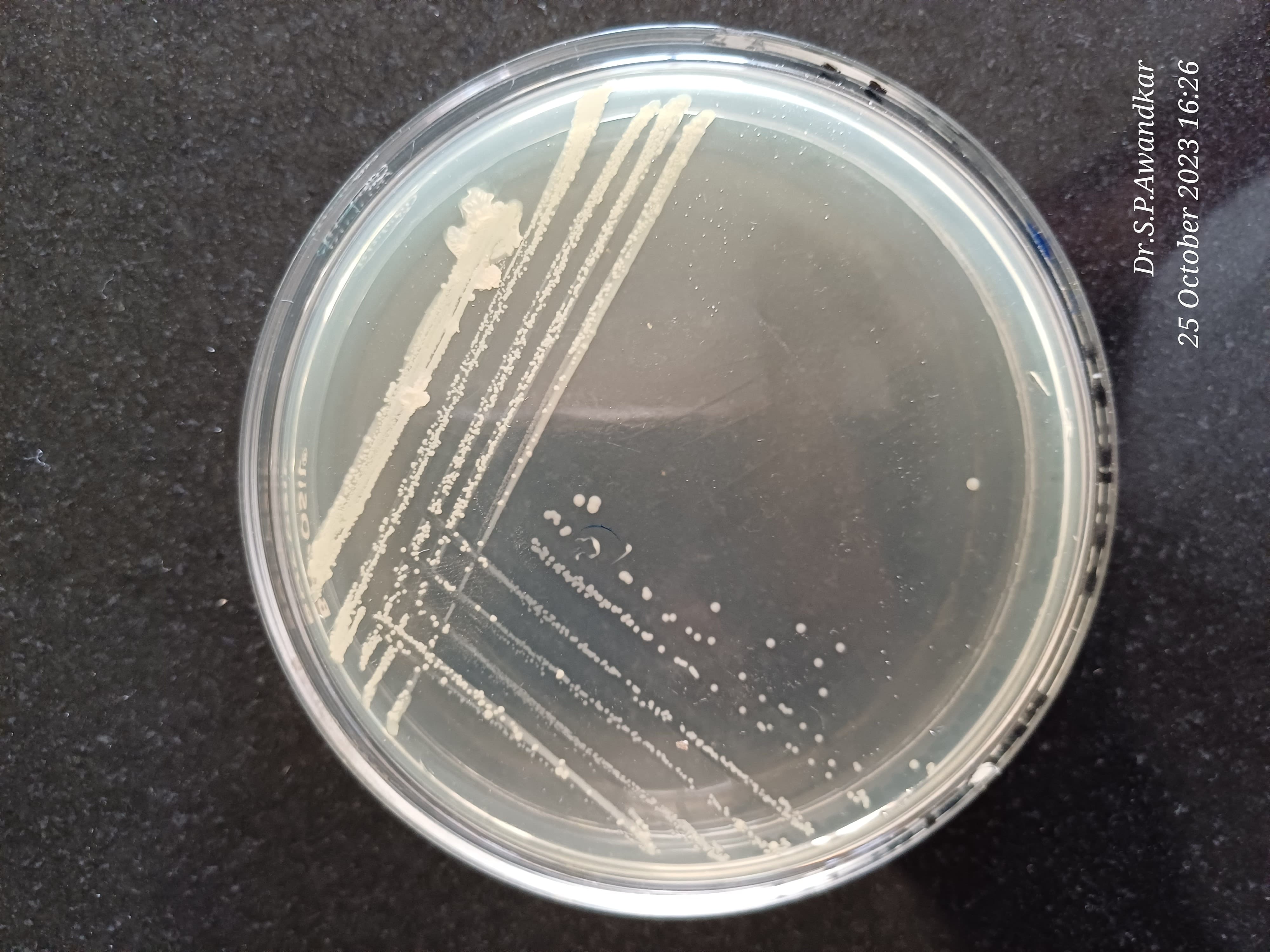 18. Bacillus Spp.